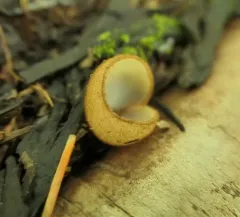 Brown-haired White Cup thumbnail 4