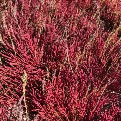red glasswort thumbnail 2