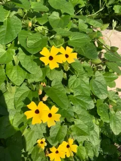 Black-eyed Susan vine thumbnail 1