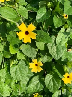 Black-eyed Susan vine thumbnail 2
