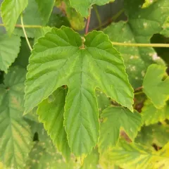 western hop thumbnail 3