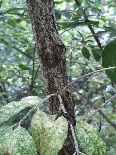 Euonymus Scale thumbnail 1