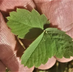 Cascades Strawberry thumbnail 2
