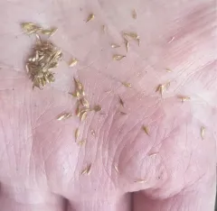 rusty slender sedge thumbnail 4