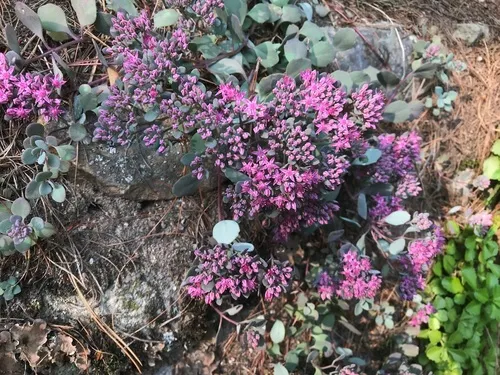 cliff stonecrop