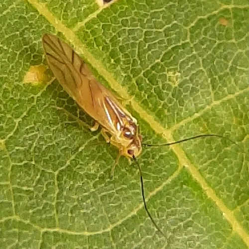 yellow barklouse