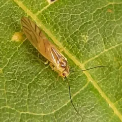 yellow barklouse thumbnail 1