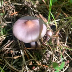 Lilac Fibrecap thumbnail 3