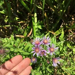 Great Northern Aster thumbnail 3