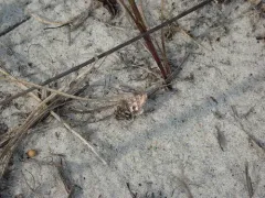 Spinose Flower Moth thumbnail 1