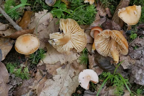 butterscotch waxcap