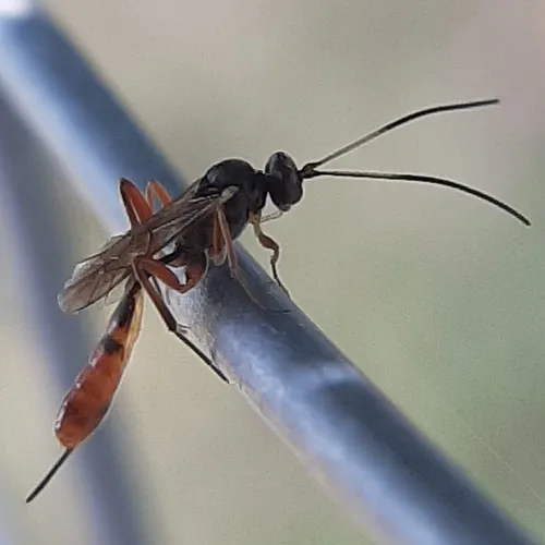 Cymodusa distincta