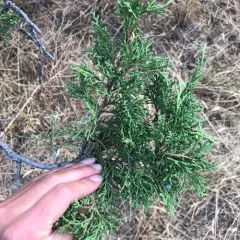 Rocky Mountain Juniper thumbnail 3