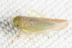 Chlorotettix galbanatus thumbnail 1