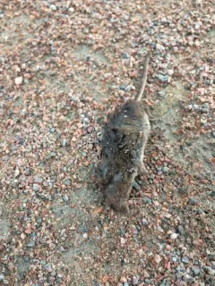 Maritime Shrew thumbnail 3