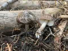 Pluteus brunneidiscus thumbnail 1