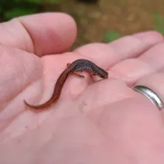 Four-toed Salamander thumbnail 4