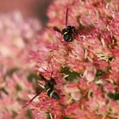Leptochilus republicanus thumbnail 4
