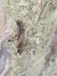 Western Sagebrush Grasshopper thumbnail 4