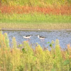 Black-necked Stilt thumbnail 4