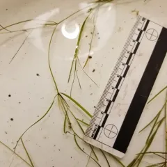 Berchtold's pondweed thumbnail 4