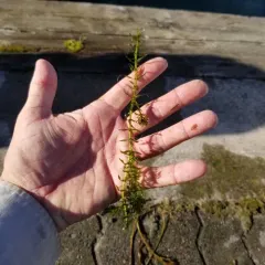 Canadian Waterweed thumbnail 2