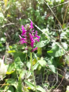 common hedge-nettle thumbnail 2
