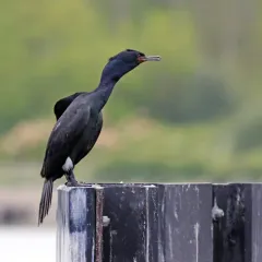 Pelagic Cormorant thumbnail 3