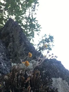 Acker Rock Wild Buckwheat thumbnail 4