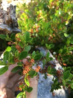North Umpqua kalmiopsis thumbnail 4