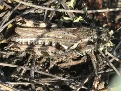 Kennicott's Spur-throat Grasshopper thumbnail 2