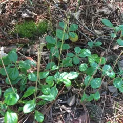 Twinflower thumbnail 1