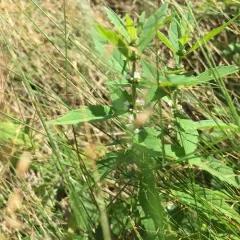 American bugleweed thumbnail 2