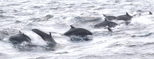 False Killer Whale