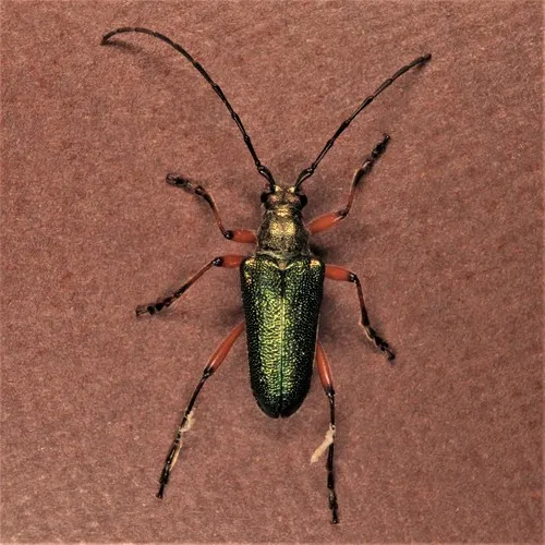 Red-footed Longhorn Beetle