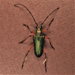 Red-footed Longhorn Beetle thumbnail 1
