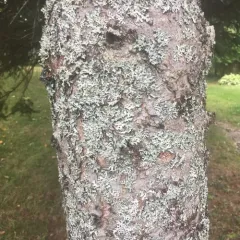 Bottlebrush Shield Lichen thumbnail 4