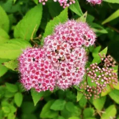 Japanese Spirea thumbnail 4