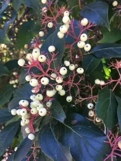Tatarian dogwood thumbnail 3