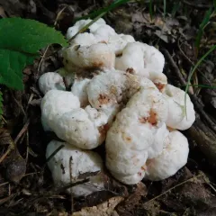 Aborted entoloma