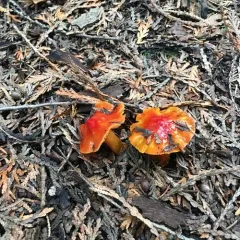 Candy Apple Waxy Cap thumbnail 3