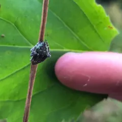 Humpbacked Orbweaver thumbnail 2