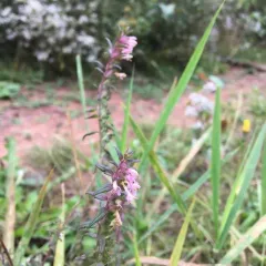 Red Odontites thumbnail 2