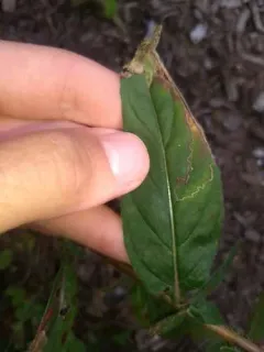 Mompha argentimaculella thumbnail 3