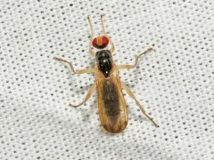 Cordilura munda thumbnail 4