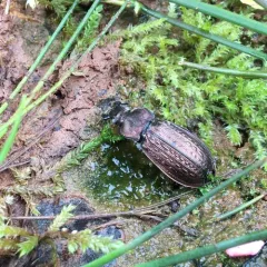Granulated Ground Beetle thumbnail 1