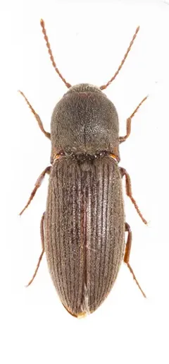 Wheat Wireworm thumbnail 4