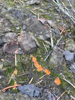 Pyronema omphalodes thumbnail 2
