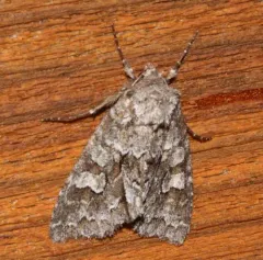 Acadian Sallow thumbnail 2