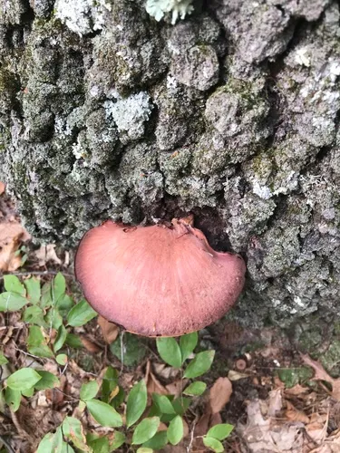 Beefsteak Polypore